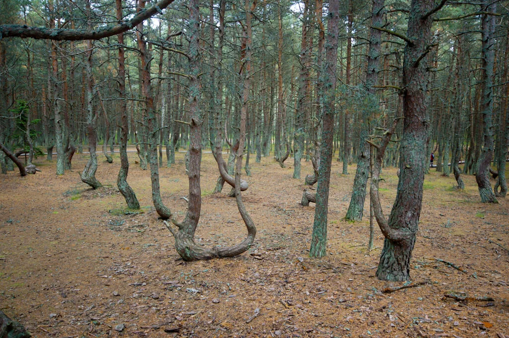 Το Δάσος με τα Κυρτά Πεύκα στην Πολωνία